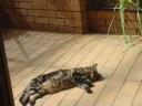 Jessie asleep out the back on the patio