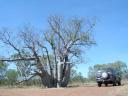 Boab Trees and the Prado