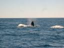 A whale of a time at Ningaloo reef